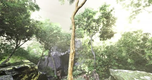 Lush Green Forest with Tall Tree and Glowing Sunlight Filtering Through Leaves