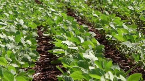 Soybean Soy Field Of Green Plants A General Plan Nature Agriculture