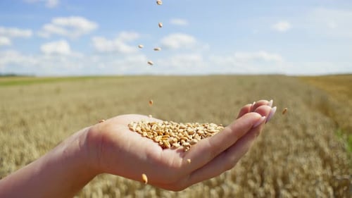 Golden Wheat Grains Falling From Hand in Field