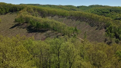 An aerial view of a forest landscape demonstrating the impact of selective logging on the natural
