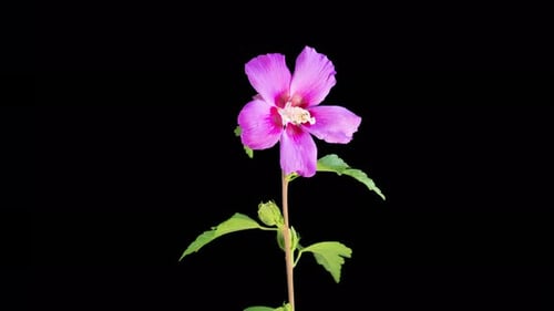 Wunderschöne rosa Hibiskusblüte öffnen