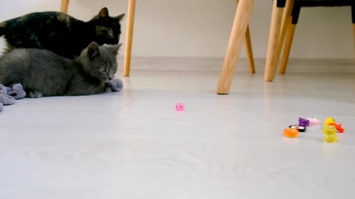 Two Kittens Playing Together on Light Wood Floor
