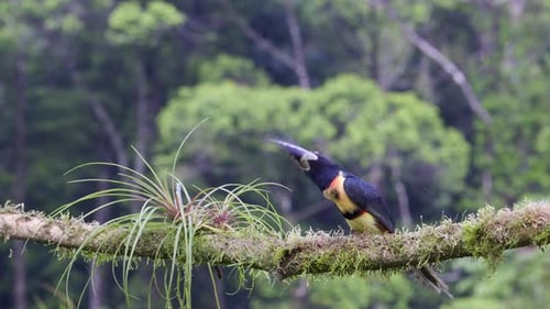 Collared aracari (Pteroglossus torquatus) perched on branch, flying away