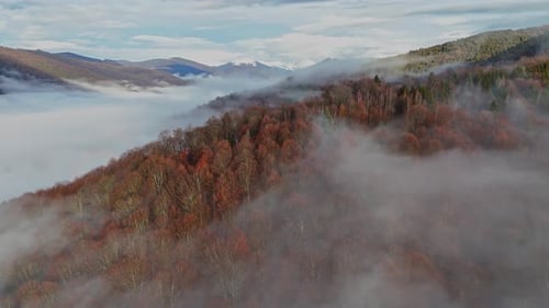 Mountain forest covered with mist. Fog in the forest. Aerial view with the forest in the mountains
