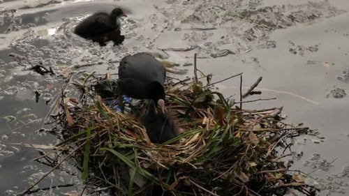 Pair of common Eurasian coot preparing grassy river water nest ready for breeding