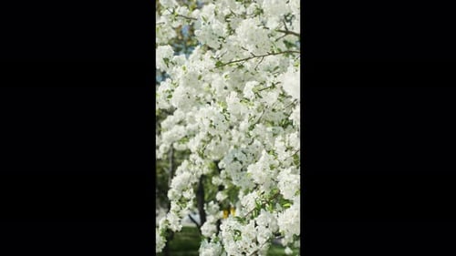 Branch with Blooming Flowers White Flowering Blossoms on Apple Tree Branches