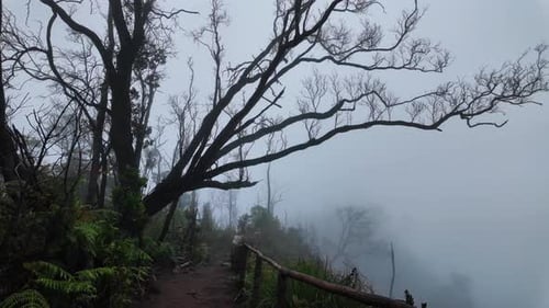 Naked branches of tree at background overcast grey sky and fog. Haunted forest, winter