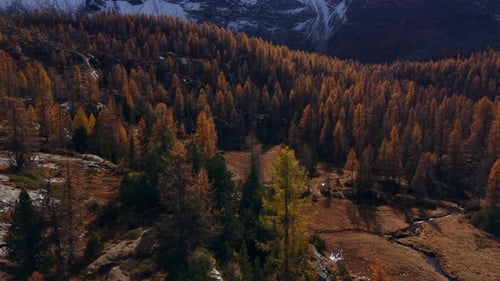 Paisaje otoñal: Valmalenco, Mufule, Italia, con alerces dorados, abetos verdes y terreno rocoso