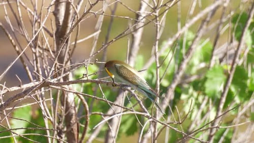 European Bee eater on Feeding on tree, Jerusalem, Israel
