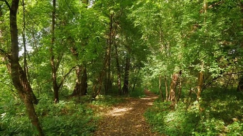 POV Walk Along a Narrow Path in a Green Sunny Park