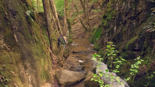 Trekkers walking along stone path near river in forest on mountain slope in sunny weather in summer.