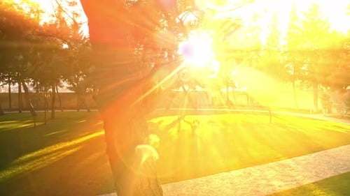 sunlight filtering through tree branches in the park