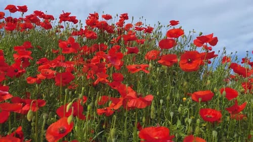 Wild red poppies spring season blue sky smooth glide