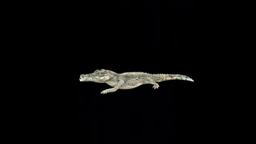 Crocodile Walk Fast