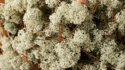 Nature, environnement et botanique - Gros plan sur la mousse de lichen des rennes en automne