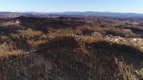 Wildfire Disaster Aftermath Aerial View of Burned Forest Charred Trees