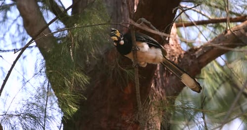 Oriental Pied Hornbill Bird Perched in a Tree