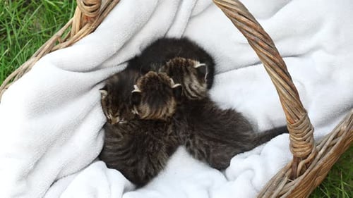 Newborn Kittens Sleeping Peacefully in Basket
