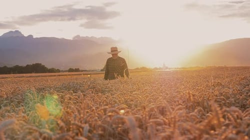 Man Walks Through Golden Wheat Field at Sunrise