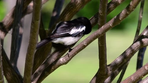 The Oriental magpie-robin is a very common passerine bird in Thailand in which it can be seen anywhe