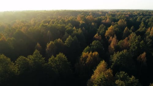 Golden Canopy Aerial View of Vast Autumn Forest with Evergreens