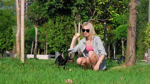 Girl plays with her toy terrier dog in park, she throws ball and dog runs
