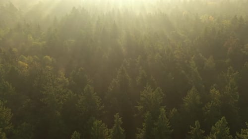 Drone aerial view of forest in early morning. Strong autumn fog, sunrise moment.