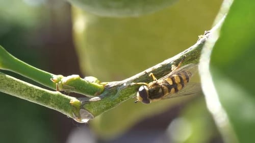 Vespidae wasp takes off from citrus tree branch and flies away, macro close up