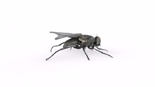 Housefly 3d animal rotating loop