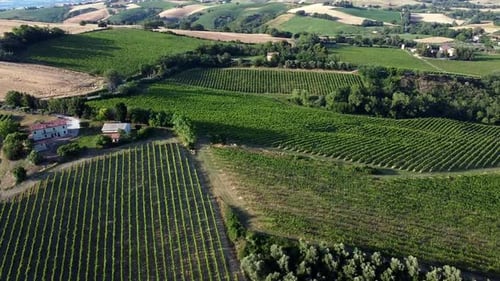 Vineyards and Rolling Green Hills Aerial View