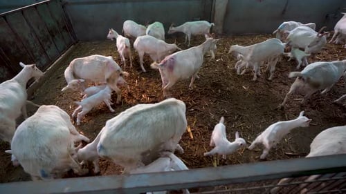 Mother goats and her cubs in industrial farm 4K