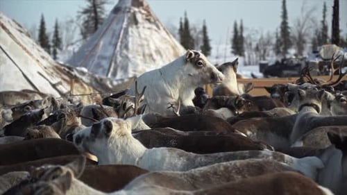 Herd of Deer One Heap Against Background Chum Yamal
