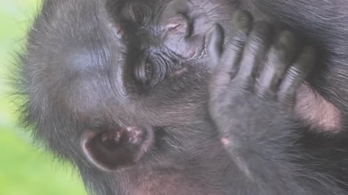 An Adult Family of Monkeys Rests Sitting in an Enclosure at the Zoo Vertical Video