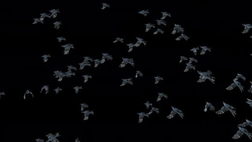 Animated Flock of Dark Birds Flying Seamlessly