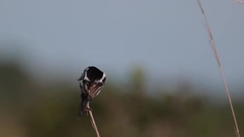 Endangered rare Cock-tailed Tyrant flycatcher bird perched on grass in tropical grassland savanna2