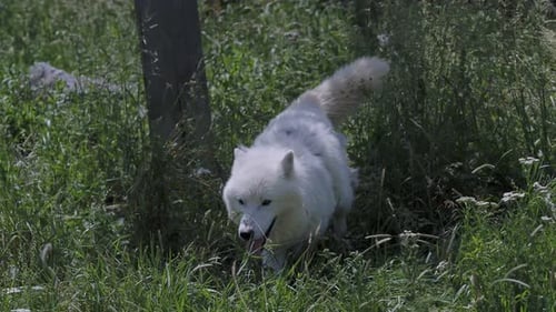 Arctic wolf (Canis lupus arctos), also known as the white wolf