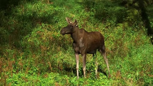 Young Cow Moose Walking in a Forest Meadow