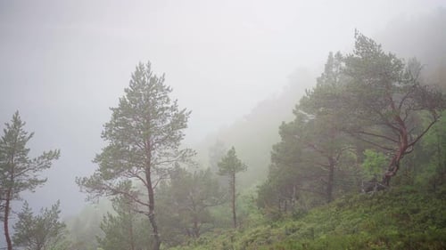 Foggy Forest In The Early Morning In The Mountains. - wide