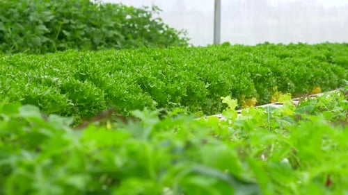Green leafy Lettuce plants in an Hydroponic growing setting