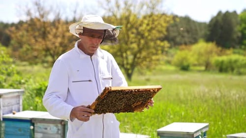 Apiculturist looks at frame coated with bee swarm.