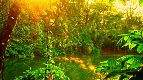 Sunny relaxing tropical rainforest scene in Amazon jungle