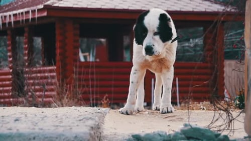 Hungry Big Dog on the Street in Winter Eats Bread Slow Motion