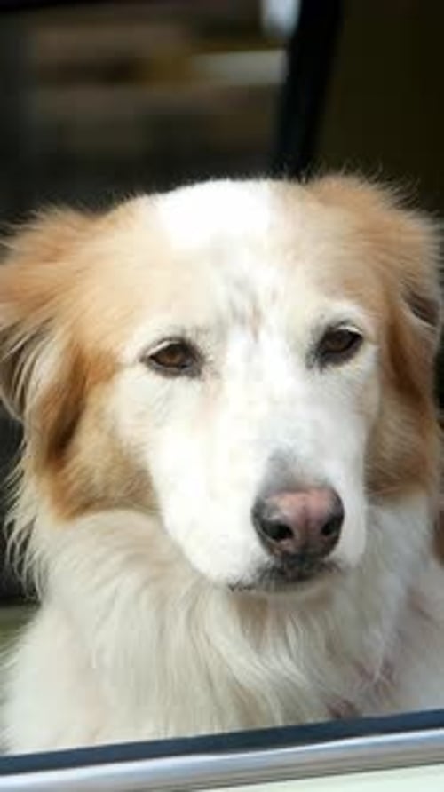 Dog Looks Out Car Window on Sunny Day