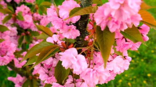 Sakura Tree Blossoms in Spring Selective Focus