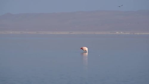 Lone Pink Flamingo scans bottom of shallow lagoon looking for food