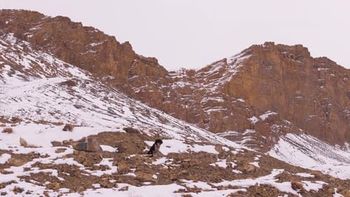 a dog sitting on snow covered mountain