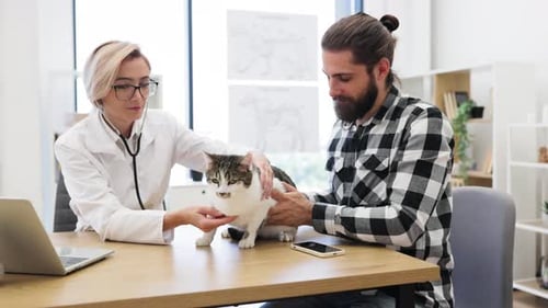 Veterinarian Examining a Cat with Stethoscope in a Modern Clinic