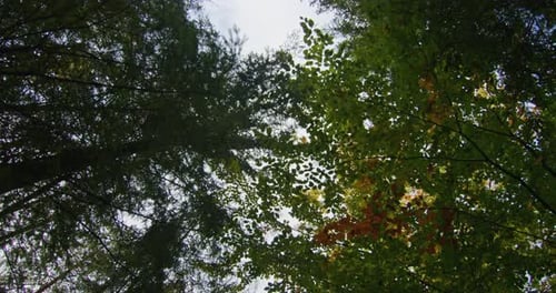 Blick auf die Baumkronen mit einer Mischung aus Nadel- und Laubbaumblättern gegen den Himmel