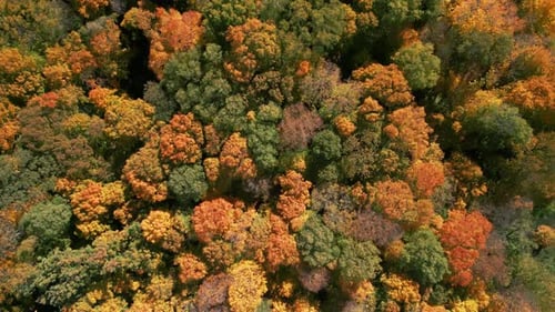 Drone View of Colourful Forest at Autumn Time Over Colorful Fall Trees Aerial Top Down Shot