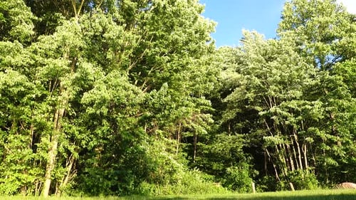The trees on the edge of the forest blowing in the wind.